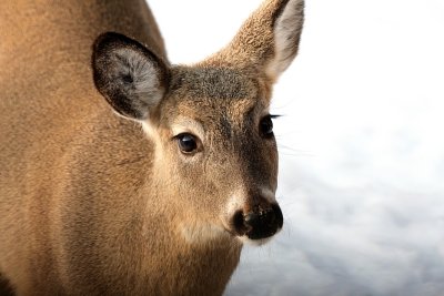 Oh Deer....