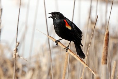 Cattail Crooner