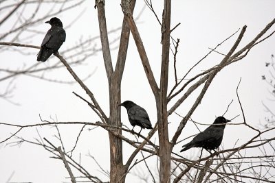 Crow-nies