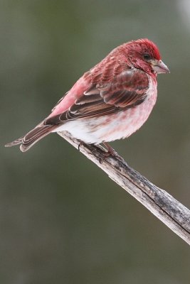 Purple Finch....I think?!?