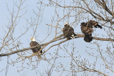 Who ruffled your feathers?