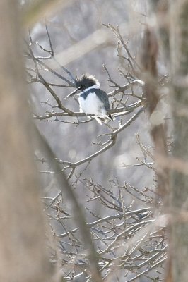 Kingfisher in February?