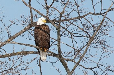 Visitor in the 'hood