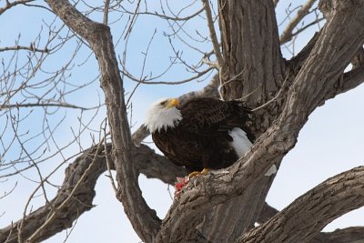 Keeping  a watch on her mate