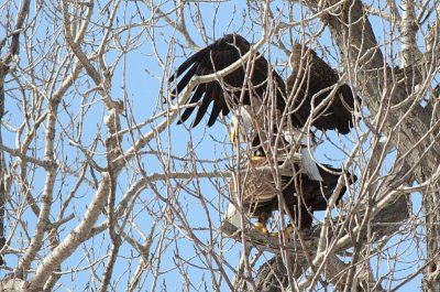 Bald eagles mating