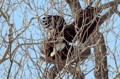 Bald eagles mating