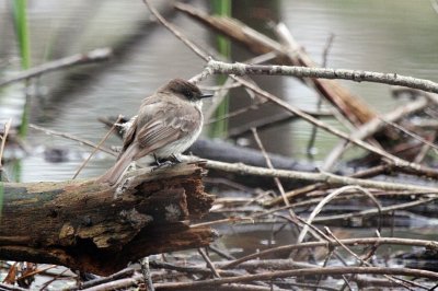 Eastern Phoebe