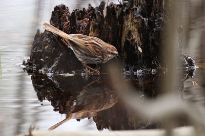 Song Sparrow