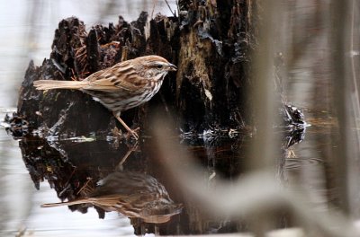 Song Sparrow ~ Another first time sighting here
