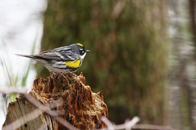 Yellow-rumped Warbler ~ Male