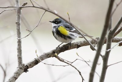 Yellow-rumped Warbler ~ First time sighting
