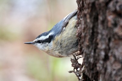 Red-breasted Nuthatch
