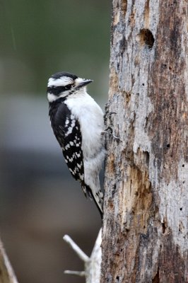 Downy Woodpecker ~ Female