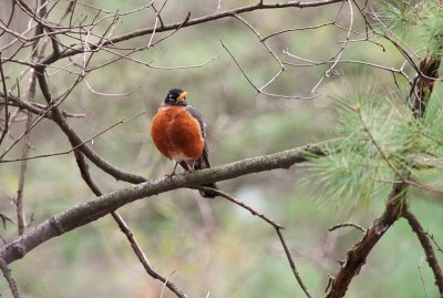American Robin ~ Male