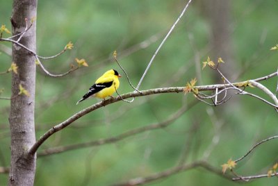 American Goldfinch ~ Male