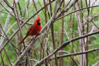 Northern Cardinal ~ Male