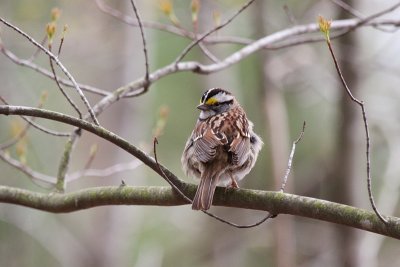 White-throated Sparrow