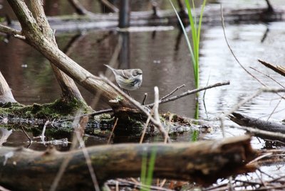 Yellow-rumped Warbler ~ Female ~ I think!