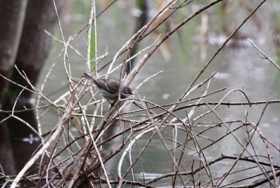 Yellow-rumped Warbler ~ Female
