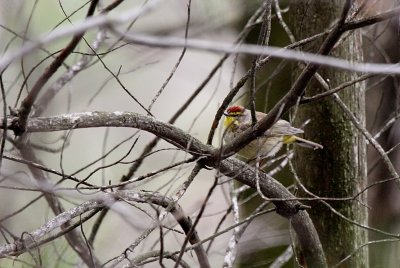 Palm Warbler ~ new guest passing through