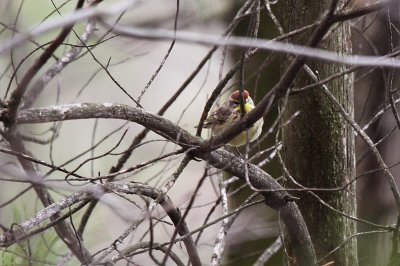 Palm Warbler ~ Male~ First time sighting here