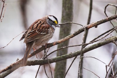 White-throated Sparrow