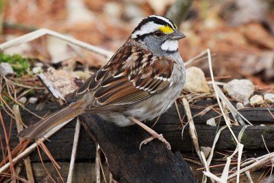 White-throated Sparrow