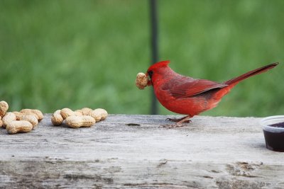 I'm sick of workin' for peanuts!