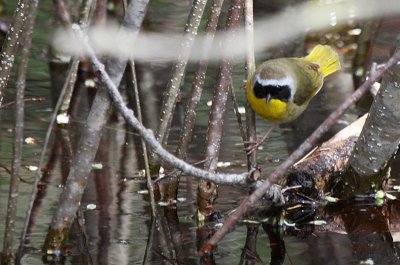 Common Yellowthroat, another first time sighting here