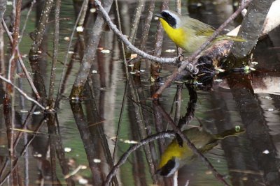 Male Common Yellowthroat
