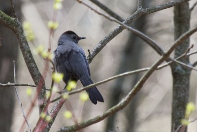 Gray Catbird