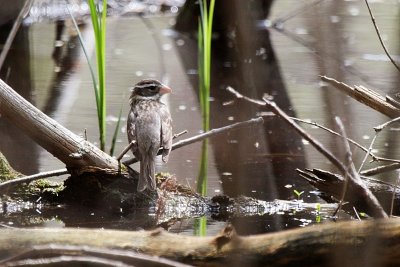 Mrs. RB Grosbeak