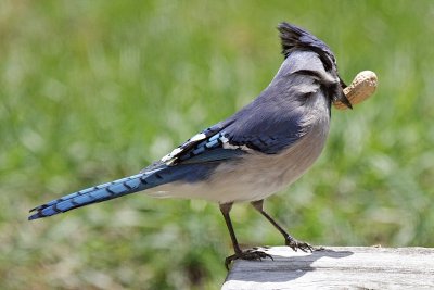 Blue Jay