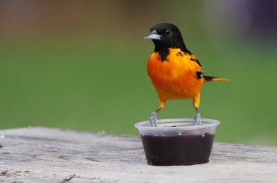 Baltimore Oriole