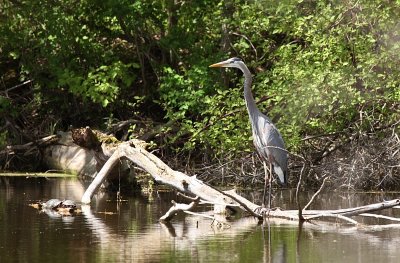 Great Blue Heron