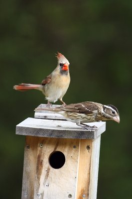 You have alot of nerve showing your beak around here