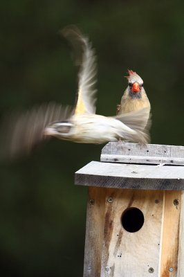 Get the flock out of here, you nest wrecker