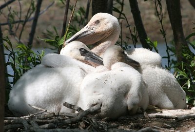 Pelican Pod ~ the ones in the front were not big enough for banding