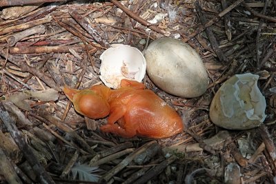 Brand spankin new ~  when they hatch they are naked and orange