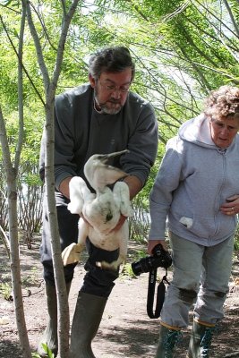 Chuck & Fisher move a chick to the banding area