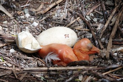 Adults incubate with their feet. The egg will hatch after about 30 days of incubation.