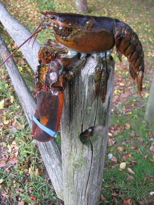 Post Lobster