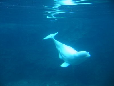 beluga