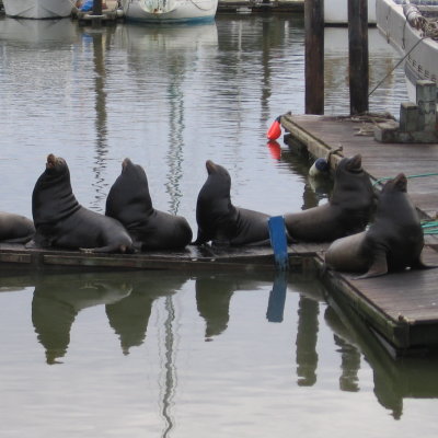Sea Lions at the Harbor