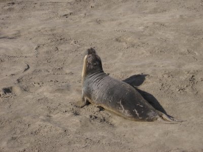 young elephant seal #5208