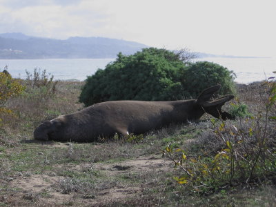 8-10 yr old male Elephant Seal