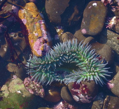 More in Northern California
