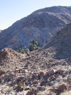 49 Palm Oasis Trail #317