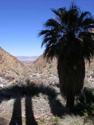 49 Palm Oasis Trail #318