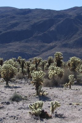 Cholla Cactus Garden #5504